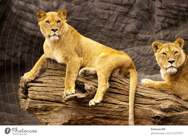 Ruhende Löwen Zoo 2 Tier Holz Erholung Neugier Respekt Farbfoto Außenaufnahme Tag Starke Tiefenschärfe Tierporträt Blick