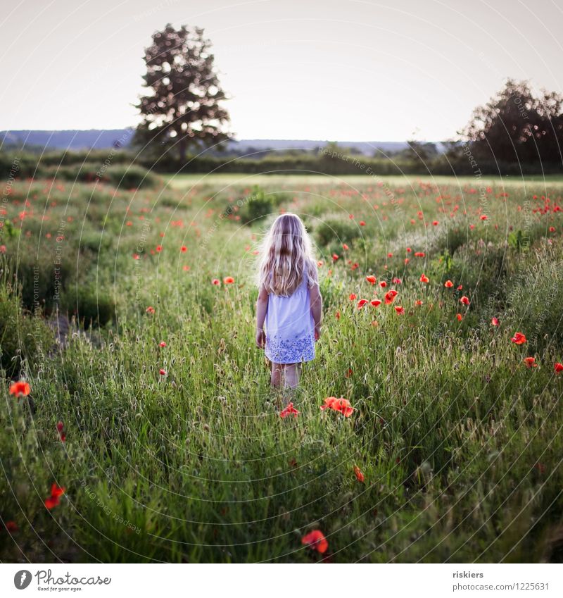 im Mohnfeld Mensch feminin Kind Mädchen Kindheit 1 3-8 Jahre Umwelt Natur Pflanze Frühling Sommer Schönes Wetter Blume Feld entdecken Erholung gehen träumen