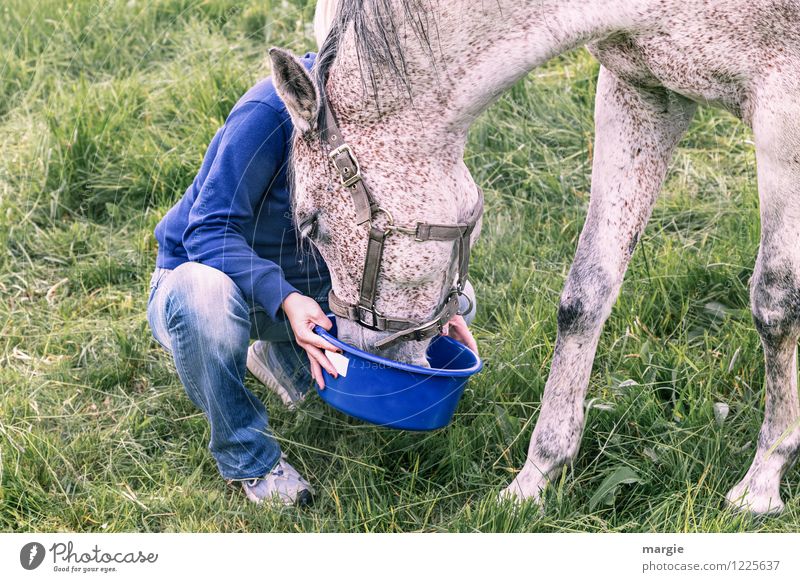 Pferde - Leckerli feminin Junge Frau Jugendliche Erwachsene 1 Mensch Gras Wiese Tier Tiergesicht Fell Schimmel Fressen füttern blau grün Zufriedenheit dankbar