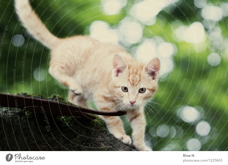 auf der Lauer Natur Landschaft Tier Haustier Katze 1 niedlich beobachten Pirsch Ast Farbfoto Außenaufnahme Textfreiraum links Tag Lichterscheinung