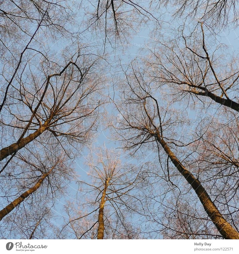 Enting Baum Froschperspektive erleuchten filigran Skelett Winter Verabredung Ast Himmel aufwärts blau Schönes Wetter Baumstamm verästelt