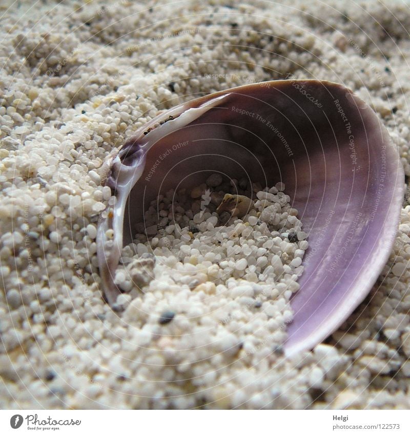 Nahaufnahme einer Muschel in grobem Sand Strand finden beseitigen Küste Meer Kies Kieselsteine Korn Sandkorn Muster weiß violett braun Ferien & Urlaub & Reisen