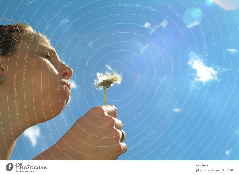 Pusteblume Blume Sonnenstrahlen Frau Gegenlicht Himmel Vogelperspektive gefüllte Wangen Perspektive