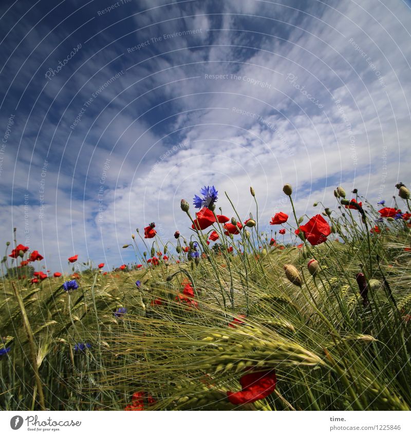 Spreedorado | Bauernmalerei Lebensmittel Getreide Landwirtschaft Forstwirtschaft Himmel Wolken Horizont Schönes Wetter Pflanze Gras Blüte Nutzpflanze
