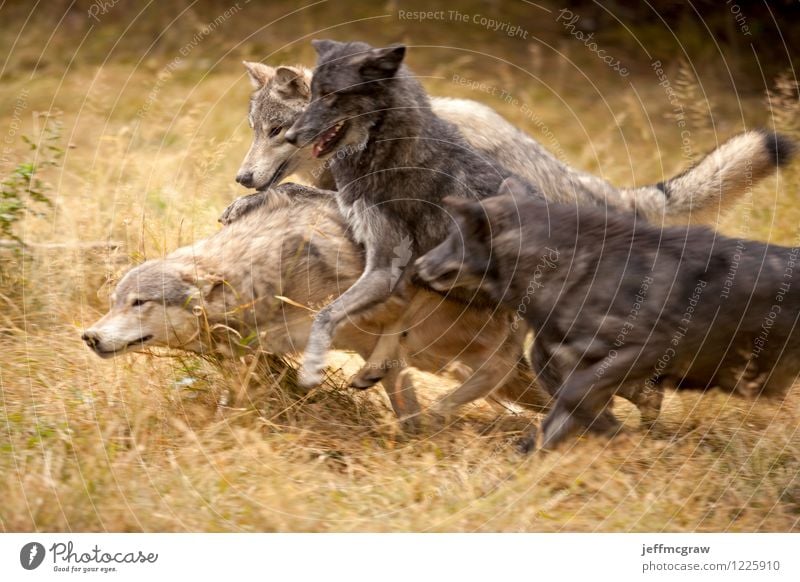 Graue Wolfsrudel im Spiel Natur Tier Wildtier Wölfe 4 Tiergruppe rennen Spielen toben Aggression gelb grau schwarz aufregend Aufregung spielerisch Tierwelt