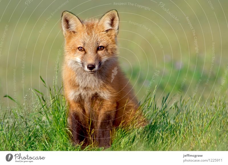 Neugieriges Fox-Kit Umwelt Natur Tier Wildtier Tiergesicht Fuchs 1 Tierjunges beobachten klein grün orange Fröhlichkeit Zufriedenheit klug niedlich reizvoll