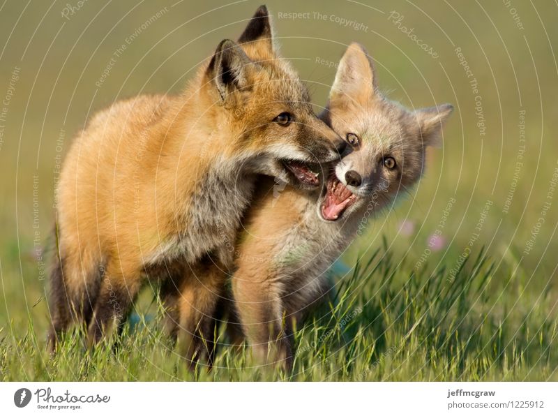 Junge Fox Kits spielen Natur Tier Wiese Wildtier Fuchs 2 Tierjunges berühren kämpfen Spielen toben Fröhlichkeit kuschlig braun grün orange Freundschaft