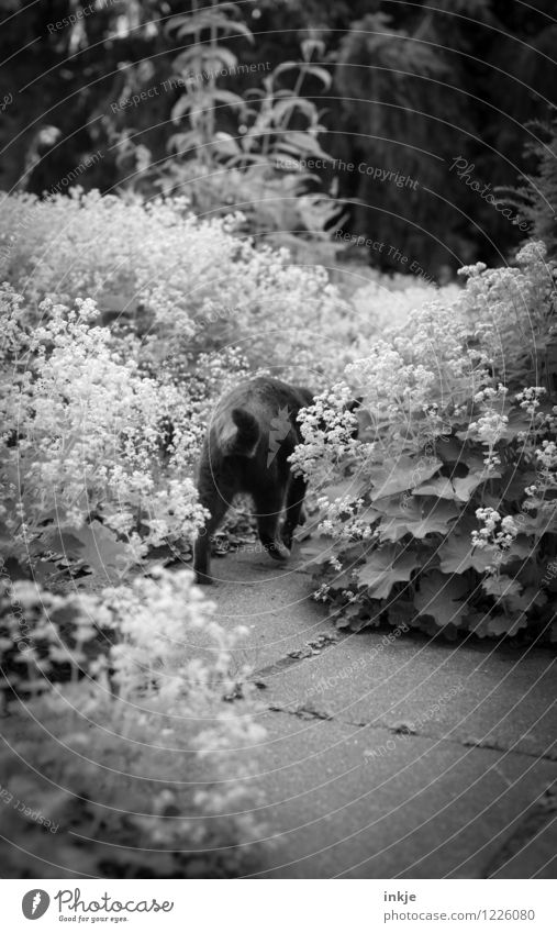 Landstreicher Freizeit & Hobby Garten Umwelt Pflanze Tier Frühling Sommer Blume Haustier Katze Hinterteil 1 laufen Leben Herumtreiben Schwarzweißfoto