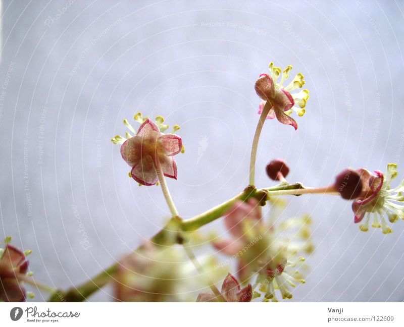 Frühlingsgefühle Blüte Pflanze zart zerbrechlich Stengel Leben rosa Zauberei u. Magie Natur Blütenknospen sanft