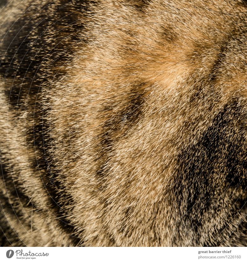 Fellmuster Tier Haustier Katze 1 braun mehrfarbig gelb gold schwarz Farbfoto Innenaufnahme Nahaufnahme Detailaufnahme Experiment Muster Strukturen & Formen