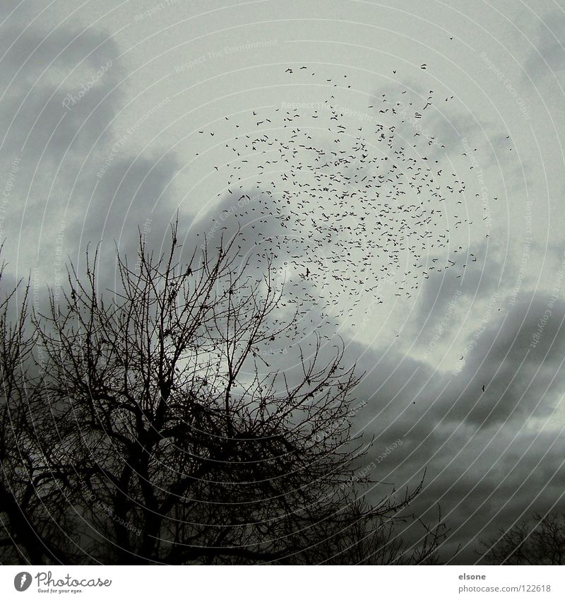 ::REISENDE:: Vogel Herbst Winter Zugvogel dunkel Wald Baum laublos bewachsen wandern Walze Zusammensein Gesellschaft (Soziologie) unzertrennlich Zusammenhalt