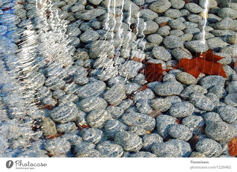 Fußbad wäre möglich. Wasser Blatt Kieselsteine Stein ästhetisch frisch Gesundheit hell braun grau weiß Gefühle Reflexion & Spiegelung Leben Herbstlaub kalt
