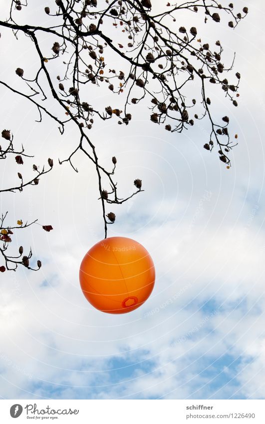 Fehl am Platz | Orangenbaum Pflanze Baum orange Lampion Halloween Ast Winter Herbst Himmel Wolken leuchten Beleuchtung Außenaufnahme Menschenleer