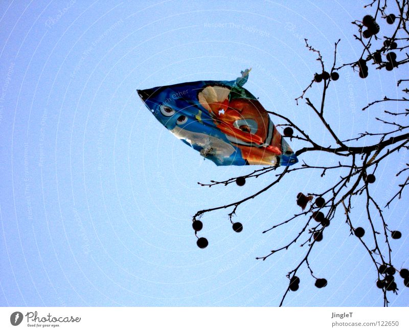 herbstschmetterling himmelblau Flugtier hängen Baum Drachenfliegen Kindheitstraum verlieren verloren Ferne Müll Schmetterling Sonnenaufgang Herbst