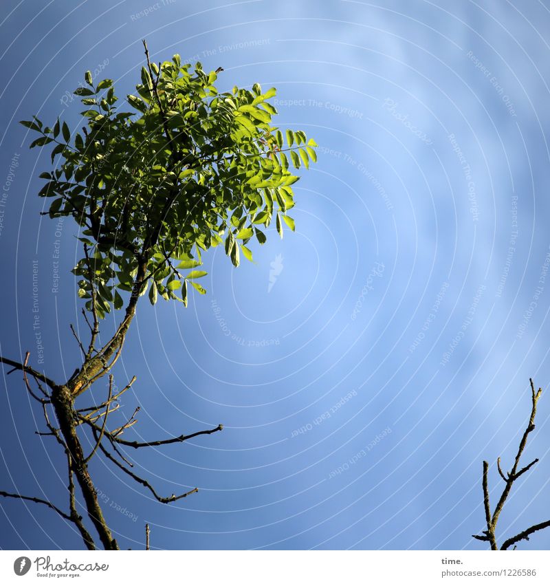 Spreedorado | Freak of Nature Himmel Wolken Frühling Schönes Wetter Pflanze Baum Blatt Ast Zweig Wachstum dünn hoch Lebensfreude Frühlingsgefühle Euphorie