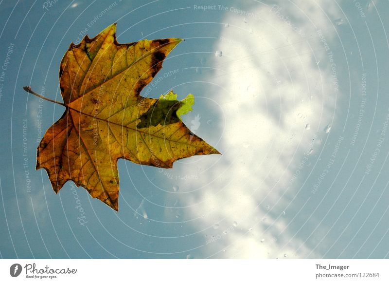 Herbst Ahorn Blatt Jahreszeiten Kanada kalt Unwetter Wolken Himmel Natur Regen Wassertropfen Wetter