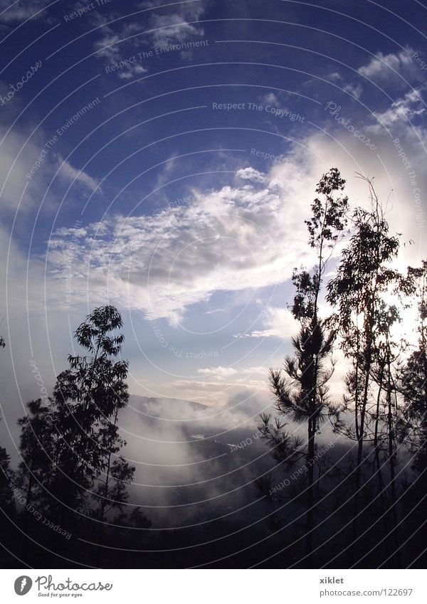berg Himmel Sommer weiß Nebel Wolken Kiefer Baum Berge u. Gebirge blau grau Kontrast Landschaft Portugal Natur Blauer Himmel Sonnenlicht Schönes Wetter