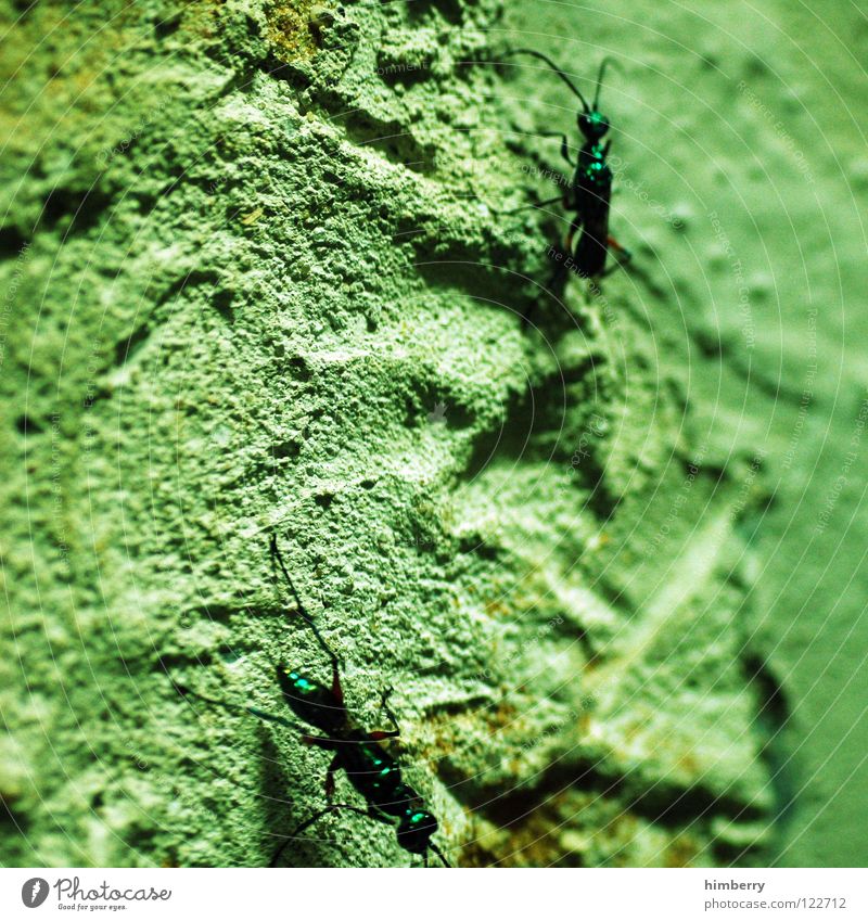 upsidedown Tier Zoo Ameise Ameisenhügel Insekt Wand Schädlinge Plage krabeln Klettern laufen
