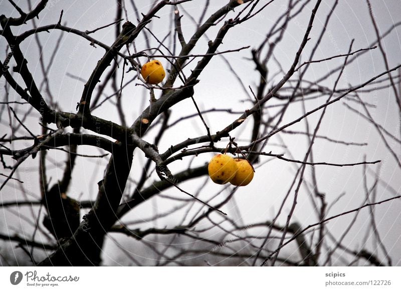 blühende Landschaften Baum grau Herbst kalt Apfel Frucht Traurigkeit