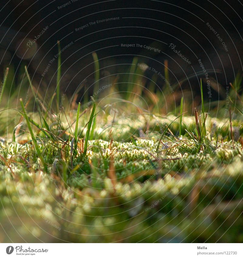 Käferperspektive Gras Wiese grün Beleuchtung tief unten Froschperspektive Ameise klein nah weich Märchen Zauberei u. Magie Makroaufnahme Nahaufnahme Park