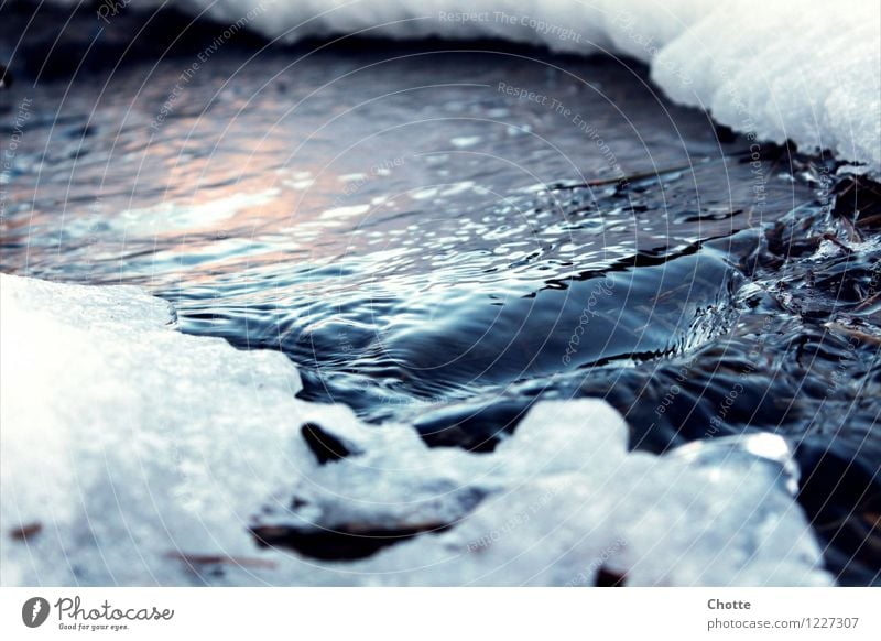 Eiserner Bach. Natur Wasser Winter Frost Schnee ruhig Farbfoto Außenaufnahme Menschenleer Tag Starke Tiefenschärfe