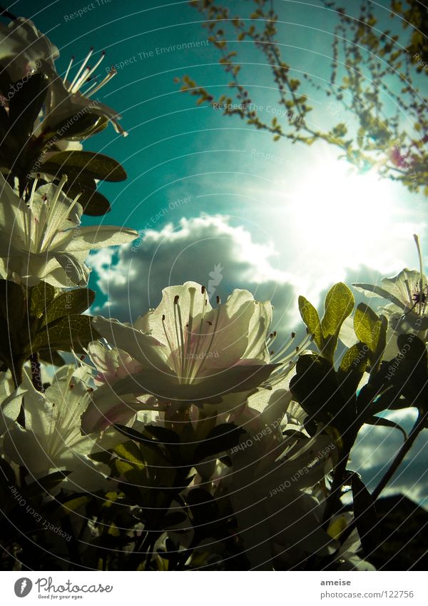 Abends im Garten [pt. 1] Wolken Blume Sommer Sonne Sonnenstrahlen kalt Blüte Haus Erholung Feierabend Sehnsucht türkis Licht Lichtspiel Storchschnabel