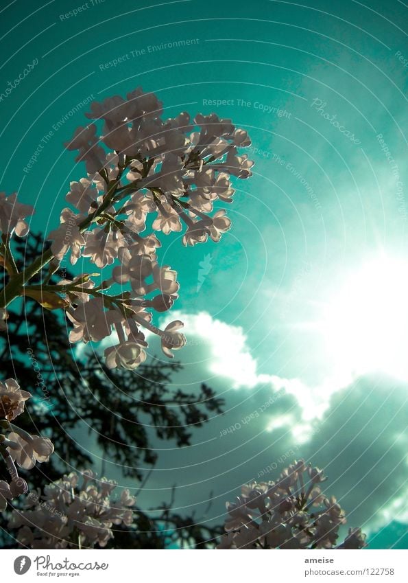 Abends im Garten [pt. 3] Wolken Blume Sommer Sonne Sonnenstrahlen kalt Blüte Haus Erholung Feierabend Sehnsucht Tanne türkis Licht Lichtspiel Außenaufnahme