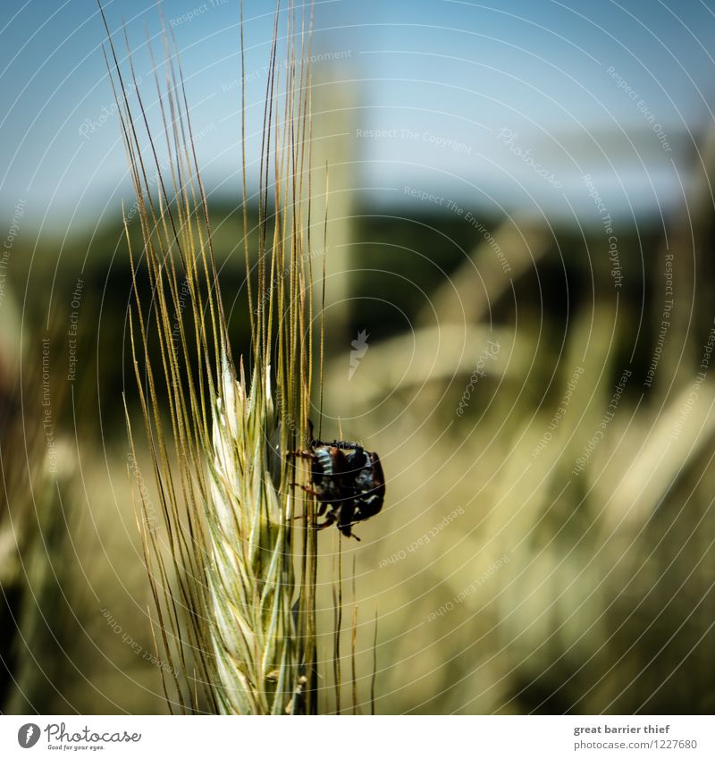 Käferstündchen auf Getreide Umwelt Natur Landschaft Tier Frühling Sommer Schönes Wetter Pflanze 2 berühren außergewöhnlich sportlich einzigartig Getreidefeld