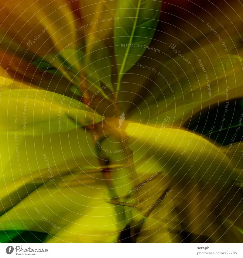 Blätter Blatt Schwache Tiefenschärfe Unschärfe abstrakt Hintergrundbild Ast Zweig verästelt verzweigt Pflanze Sträucher Baum Stengel grün Natur Oval
