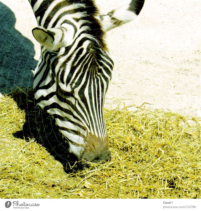 Mahlzeit! Zebra Streifen gestreift Nüstern bücken Fressen Appetit & Hunger gelb schwarz weiß Mähne Zoo geduldig Mittag Mittagessen Abendessen Lust Tier Afrika