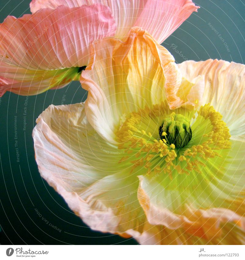 zwei mohnblumen 3 schön Wohlgefühl Blume Bewegung rund gelb grau grün orange rosa schwarz weiß Senior ästhetisch einzigartig Energie Erfahrung Farbe