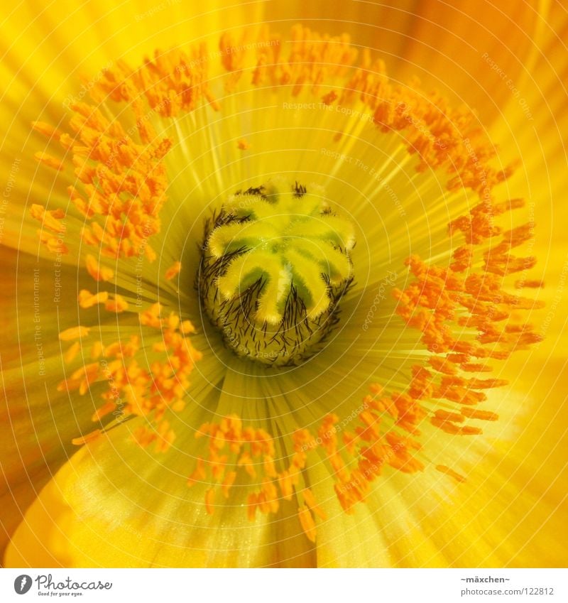 Papaver le premier Blüte Pollen Blume Blumenstrauß Pflanze Frühling gelb Gesellschaft (Soziologie) grün Hintergrundbild Juni Mai Mohn schwarz Sommer Stengel