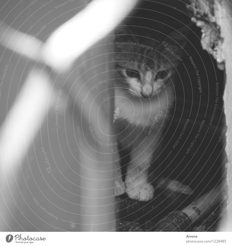 im Rampenlicht | Lampenfieber! Tier Katze 1 Tierjunges grau weiß Angst Schüchternheit Vorsicht lieblich niedlich Farbfoto Außenaufnahme Menschenleer