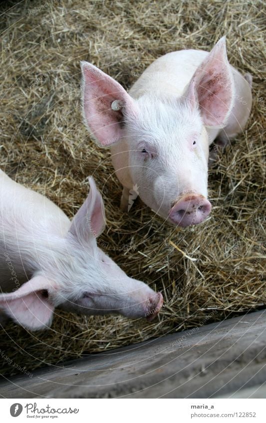 zwei kleine schweinchen Schwein Ferkel rosa Rüssel Tier klug Neugier Bauernhof Blick Knopf im Ohr Säugetier steckdosem äuglein go vegetarien schweinchen babe