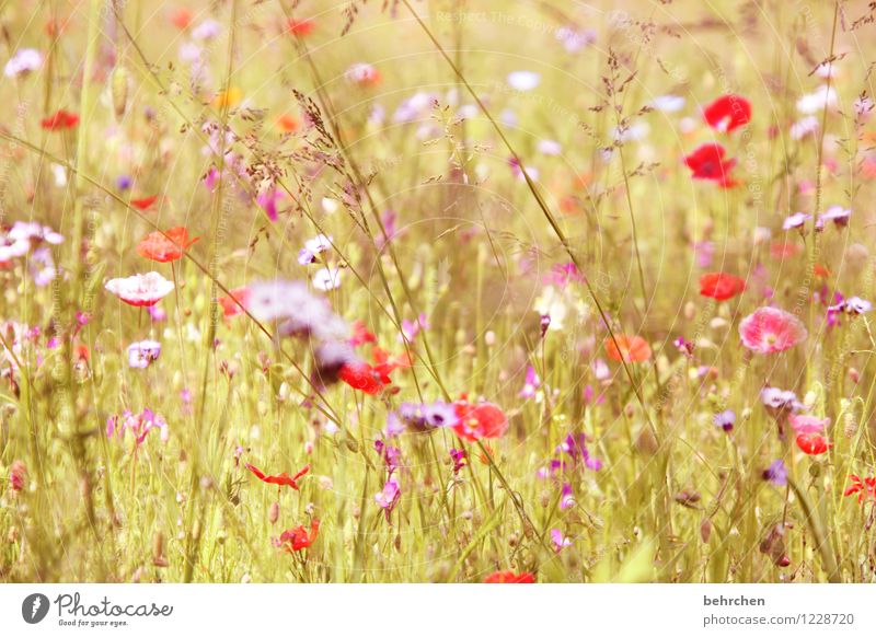 momomo(h)ntag Natur Pflanze Frühling Sommer Schönes Wetter Blume Gras Blatt Blüte Mohn Garten Park Wiese Feld Blühend Duft Wachstum frisch schön mehrfarbig