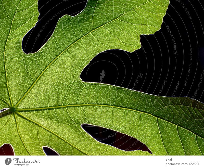 Das Blatt 28 Pflanze Feigenblatt grün Botanik Pflanzenteile Kletterpflanzen pflanzlich Umwelt Sträucher Gegenlicht krumm Hintergrundbild Baum nah Licht