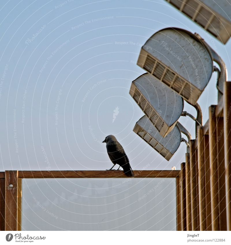 strahlende abendsonne Wetterschutz Holz Holzgestell Meer Strand Abenddämmerung Sonnenuntergang Vogel schwarz Pause Erholung Speiserest Terrasse Niederlande