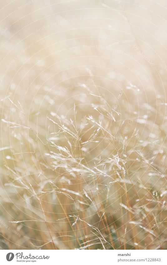 kitzelnde Gräser Natur Pflanze Park Wiese Stimmung Gras Gold sommerlich Sommer sanft weich Farbfoto Außenaufnahme Nahaufnahme Detailaufnahme Makroaufnahme Tag