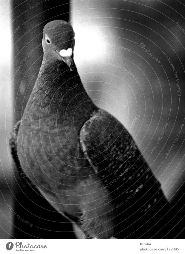 Gurr gurr Taube Vogel Schnabel Anmut Federvieh schwarz weiß dunkel Licht weich Gurren stehen Wunsch Hoffnung Leben Symbole & Metaphern Trauer Friedenstaube