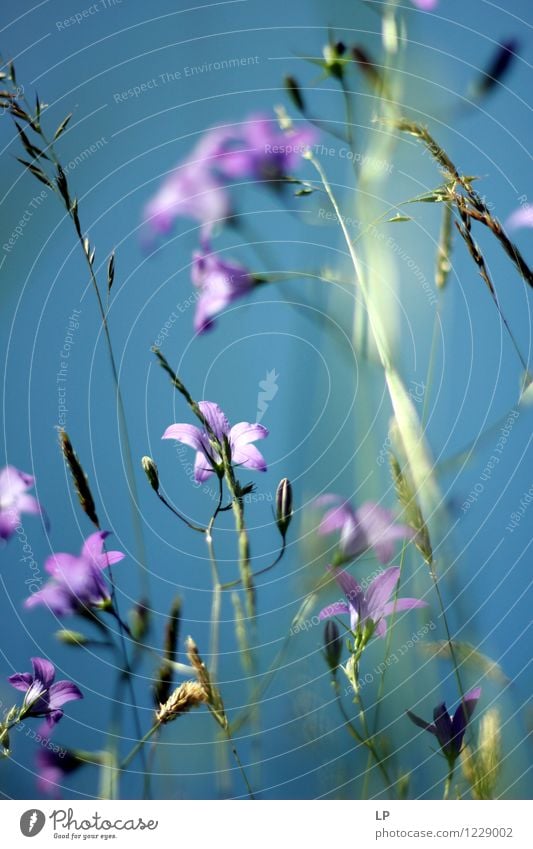 blau und violett Umwelt Natur Landschaft Pflanze Urelemente Luft Himmel Wolkenloser Himmel Frühling Sommer Klima Schönes Wetter Blume Gras Blüte Wildpflanze