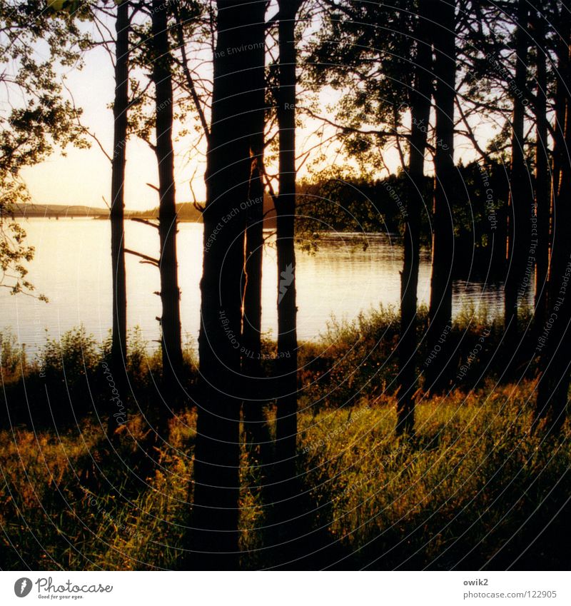 Luleå, Nordschweden ruhig Ferne Sommer Umwelt Natur Landschaft Pflanze Wasser Horizont Schönes Wetter Baum Wald Küste Brücke Holz leuchten glänzend hell Idylle