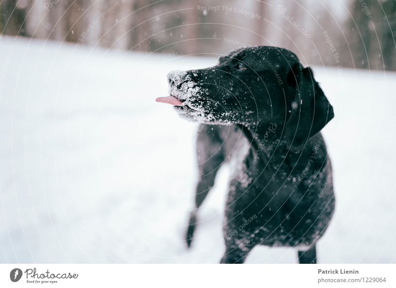 Zunge strecken Freizeit & Hobby Spielen Winter Schnee Umwelt Natur Landschaft Urelemente Schneefall Tier Haustier Hund Tiergesicht 1 Verantwortung achtsam