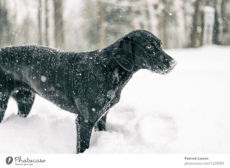 Emma Wohlgefühl Zufriedenheit Sinnesorgane Erholung Umwelt Natur Landschaft Winter Wetter Schnee Schneefall Wald Tier Haustier Hund 1 Einsamkeit einzigartig