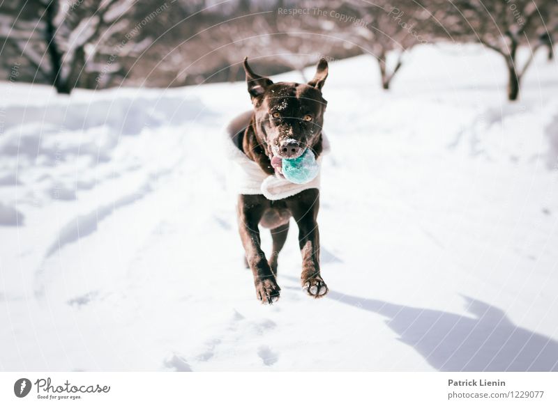 Winterspaß Umwelt Natur Landschaft Urelemente Eis Frost Schnee Tier Haustier Hund 1 authentisch Freundlichkeit Fröhlichkeit frisch Gesundheit Zusammensein schön