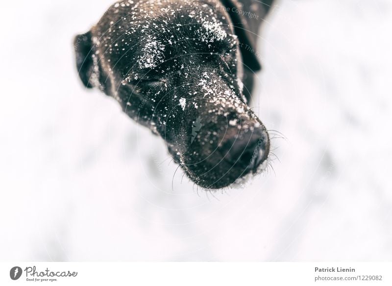 Emma Lifestyle Leben harmonisch Wohlgefühl Zufriedenheit Freizeit & Hobby Spielen Winter Schnee Tier Haustier Hund Tiergesicht 1 einzigartig elegant