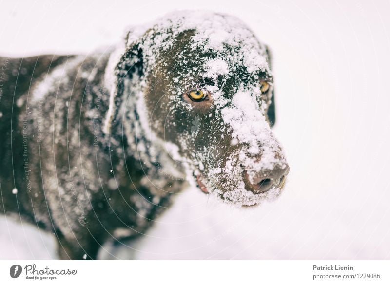 verschneit Freizeit & Hobby Spielen Umwelt Natur Winter Wetter Schnee Schneefall Tier Haustier Hund Tiergesicht 1 beobachten warten schön einzigartig positiv