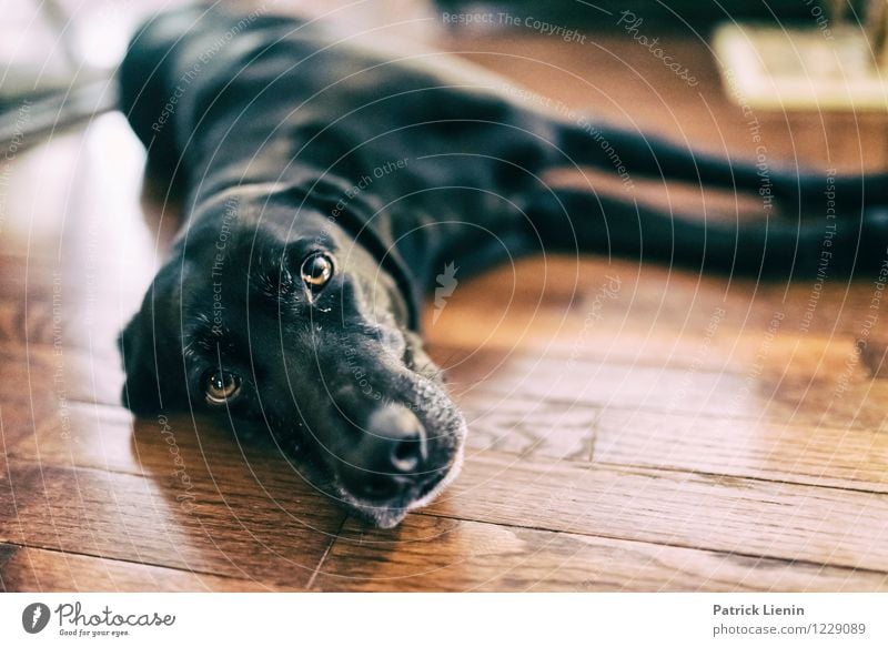 Emma Tier Haustier Hund Tiergesicht 1 Akzeptanz Vertrauen Sicherheit Schutz Geborgenheit loyal schön achtsam Wachsamkeit ästhetisch Zufriedenheit Einsamkeit