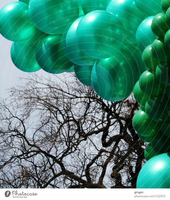 Grüne Ballons vs. Astgeflecht Himmel blau grün Farbe hellgrün dunkelgrün eigenwillig blau-grau Menschenleer viele Außenaufnahme Geäst Tag zusammengebunden groß