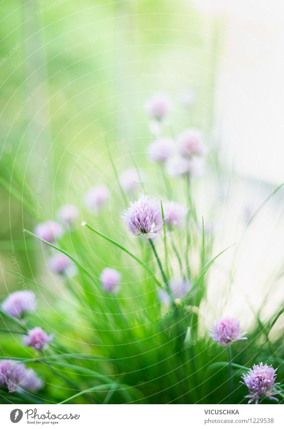 Schnittlauch Lebensmittel Kräuter & Gewürze Lifestyle Stil Design Sommer Garten Natur Pflanze Frühling Schönes Wetter Blume Blatt Blüte Hintergrundbild