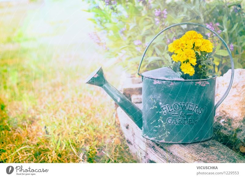 Alte Giesskanne mit Gartenblumen Design Sommer Traumhaus Natur Pflanze Frühling Herbst Schönes Wetter Blume Blatt Blüte Blumenstrauß retro gelb Hintergrundbild